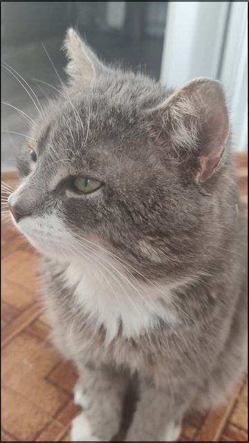 Требует внимания..#забавныепитомцы#юмор#кот#животные смотреть онлайн