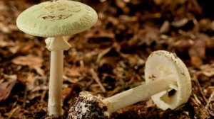 Четыре человека насмерть отравились бледными поганками в США