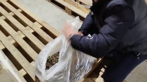 В гостях у известного клубничника из Белореченского района, Ивана Кучмы. Часть первая, рассада фриго