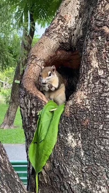 Белка в тропиках.