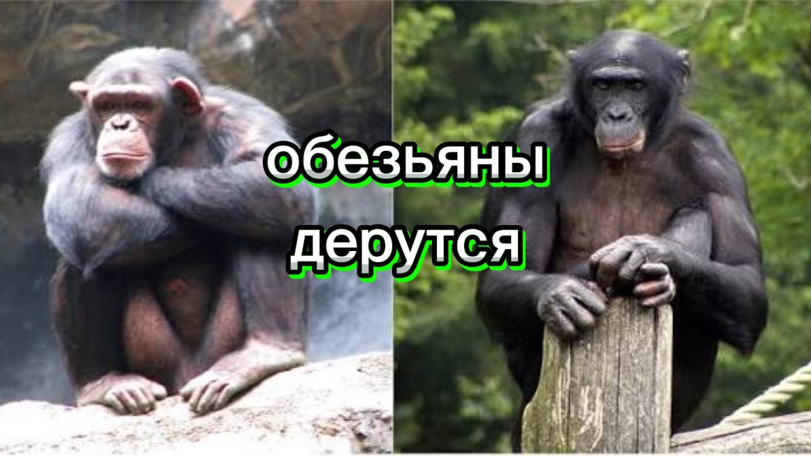 ОБЕЗЬЯНЫ 🐵 РУГАЮТСЯ смотреть онлайн