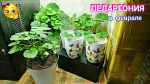 Пеларгония  УКОРЕНИЛАСЬ!  Урааа!