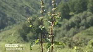 CASPIO-NET (10-2011)