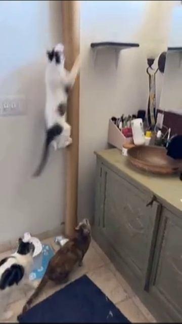 Человек живёт у котов