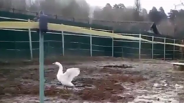 Смешные эпизоды гусиной жизни