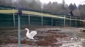 Смешные эпизоды гусиной жизни