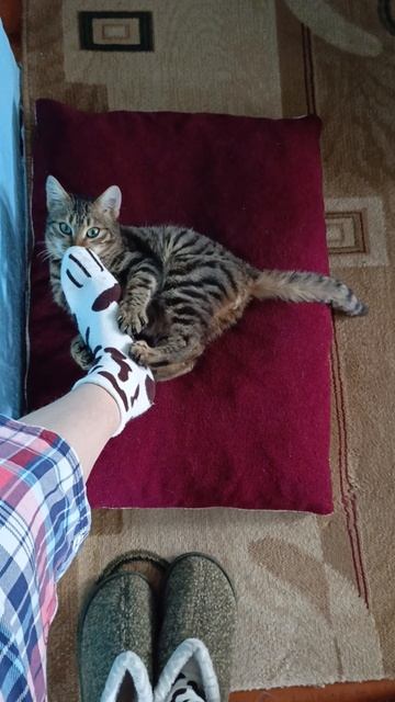 Ирис кис-кис 