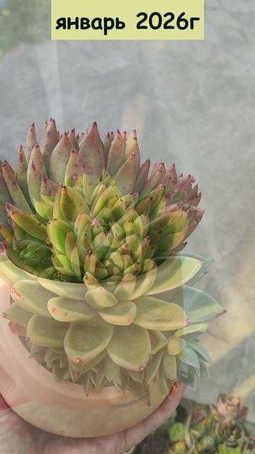 Эхеверия Миранда, было/стало за 2 года смотреть онлайн