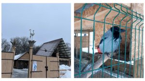 СУББОТНЯЯ ПРОГУЛКА ПО ЛЕСУ. КОРМИМ ЖИВОТНЫХ.