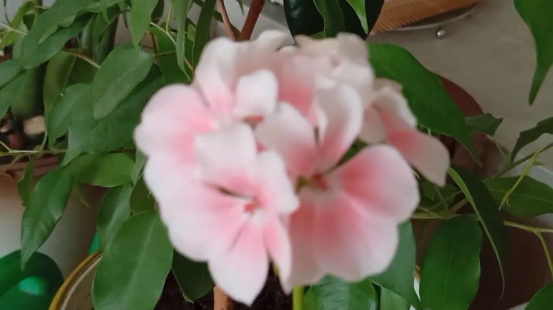 Герань цветет, мимоза растет. Они создают хорошее настроение. смотреть онлайн