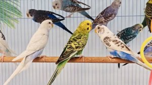 Волнистые попугаи