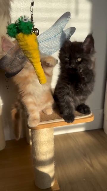 Автор видео: blackdiamondmainecoons