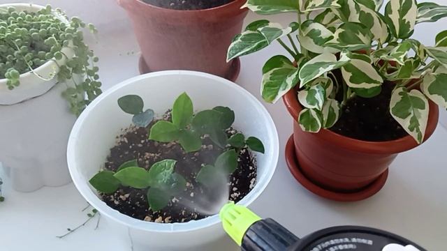 Укоренение листиков Замиокулькаса смотреть онлайн