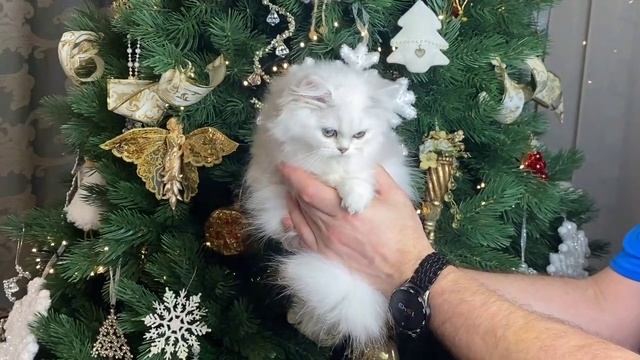 Котята питомника кошек  МИРАДА ДЕЛЬ МАР