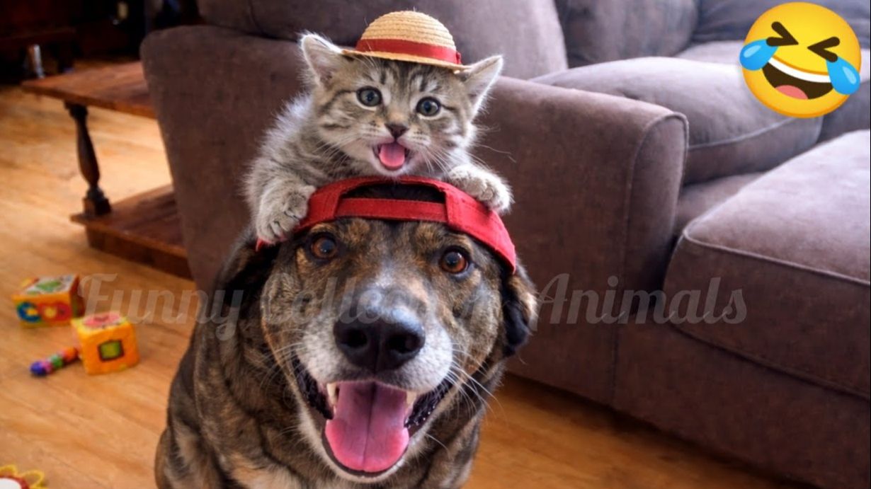 Смешные Кошки-Коты 😸Лучшие приколы с кошками и Животными😸 СОБАКИ😸 Животные- Смешные видео! смотреть онлайн