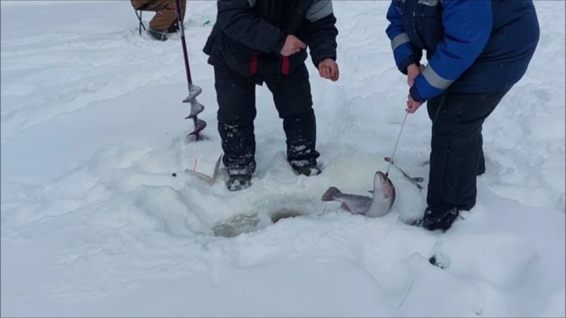 Сегодня отлично работает паста. Клёвое место, Лосиный остров, верхний водоём. смотреть онлайн