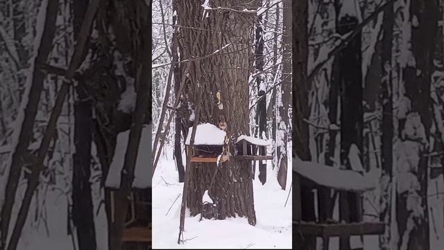 Чёрный дятел-желна(в начале ролика).07.02.26🙂