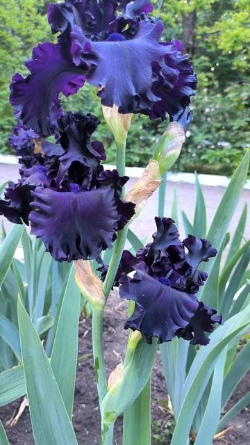 Ирис ALL NIGHT LONG  (Duncan 2005).mp4