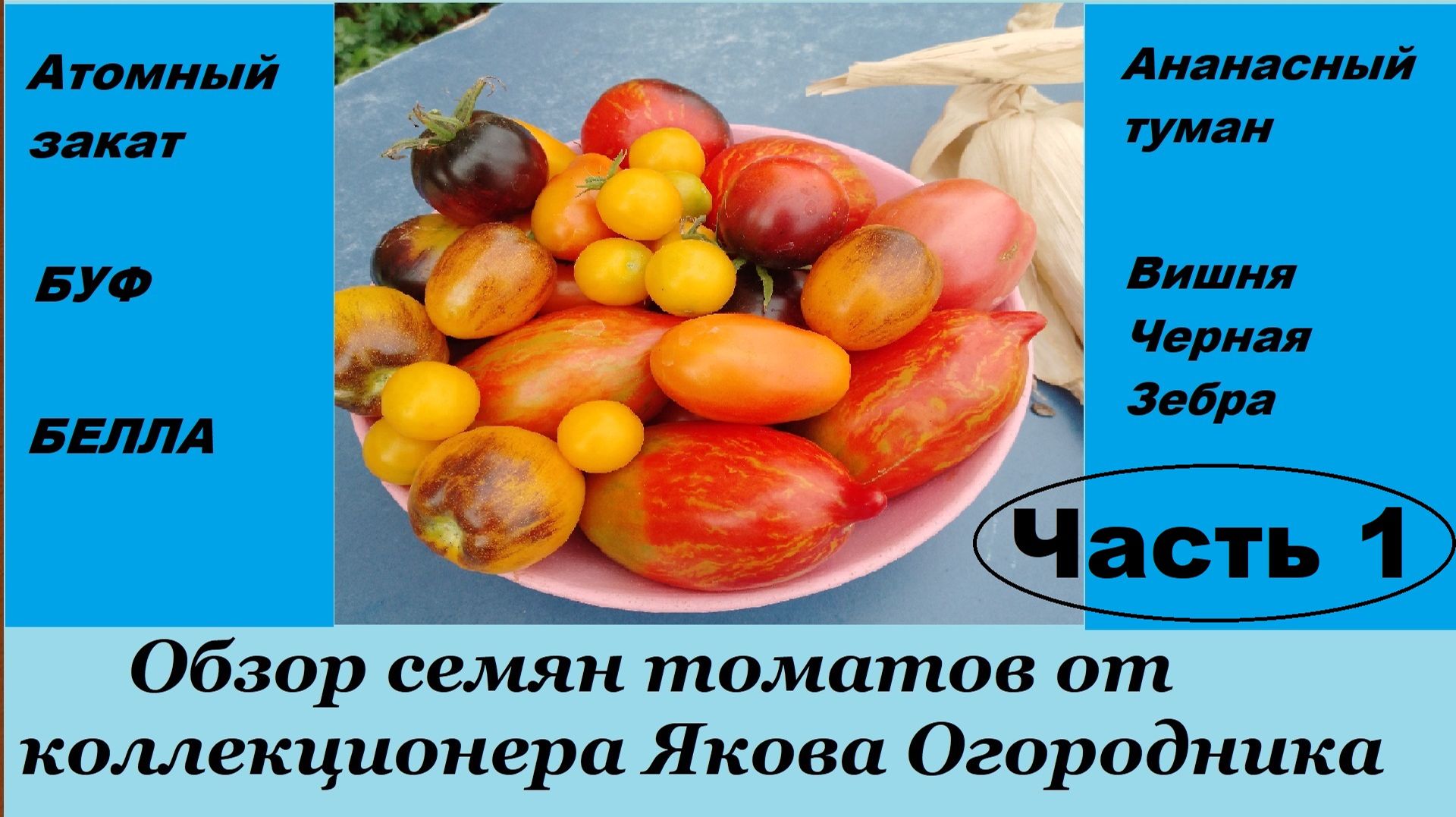 Обзор семян томатов от коллекционера Якова Огородника (канал Тепличный бизнес в деревне).