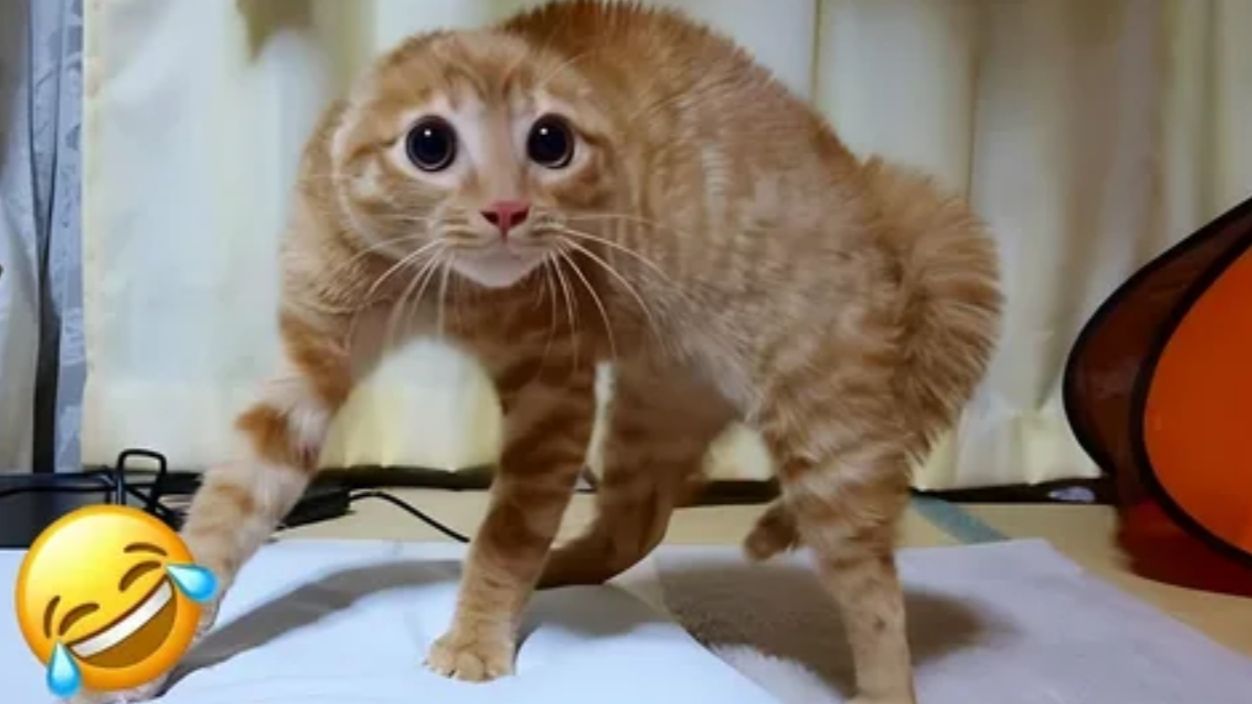 СМЕШНЫЕ КОТЫ 2026 ЛУЧШИЕ ПРИКОЛЫ С КОТАМИ, КОШКИ, ЖИВОТНЫЕ, СМЕШНОЕ ВИДЕО смотреть онлайн