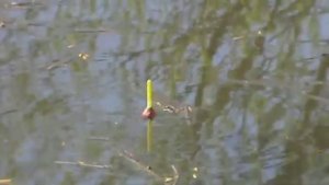 Лещь на опарыша(бубя). Рыбалка. р.Мулянка. Пермский край. 08.05.20