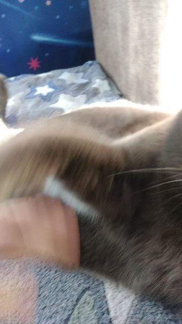 Ты маму мав