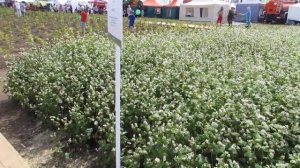 Гречиха Диалог