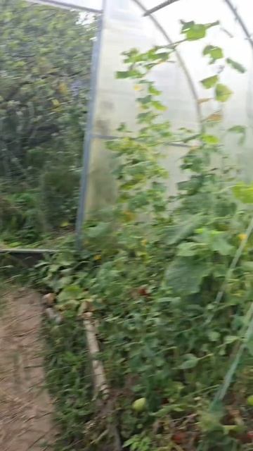 Собираем помидоры. #помидоры #огород Собираем помидоры. #помидоры #огород