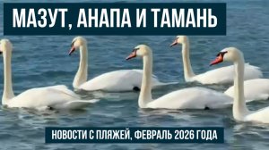 Мазут, Анапа и Тамань, февраль 2026 года, новости с пляжей, отвечаем на вопросы