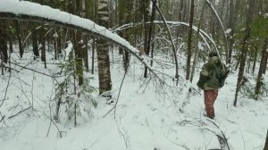 Охота с Русским пегим.