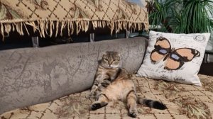 Тося лапочка моя