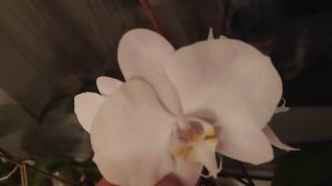 VLOG Навестили мамочку. Посадили помидоры