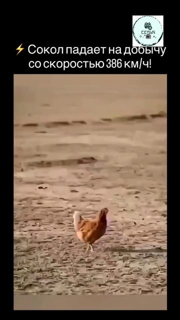 ОХОТА СОКОЛА