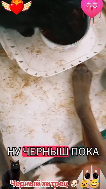 Чёрный хитрец🐶 🐱😅