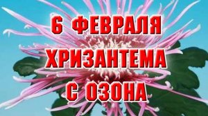 6 января. Саженец хризантемы с Озона