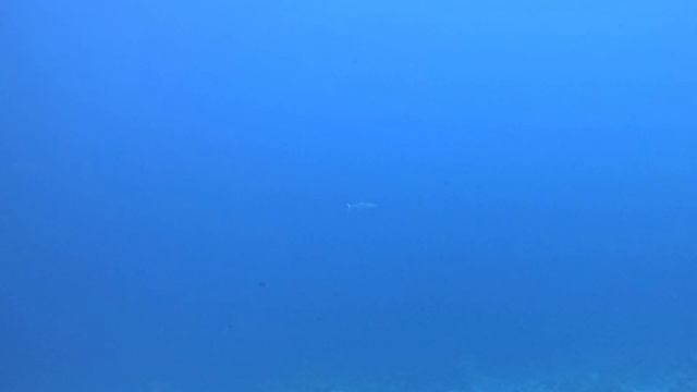 дайвинг Египет, Шарм-эль-шейх, смотреть онлайн