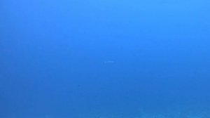 дайвинг Египет, Шарм-эль-шейх,