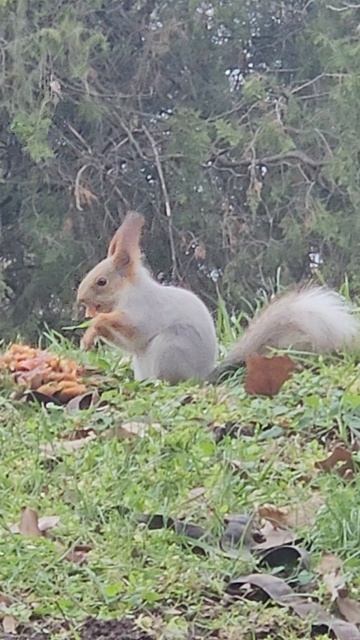 Опять белка…. в городе