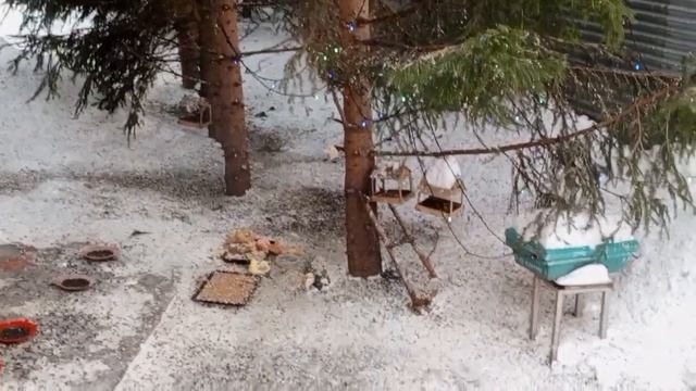 пятница в зоопарке