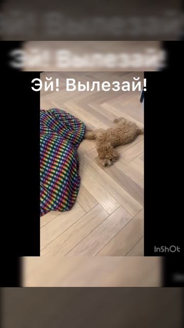 Эй!Вылезай!