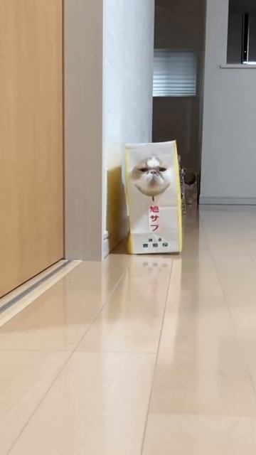 Хэллоуин грядёт друзья!Маску вновь примерю я. Развлеку я братанов попугаю я врагов.