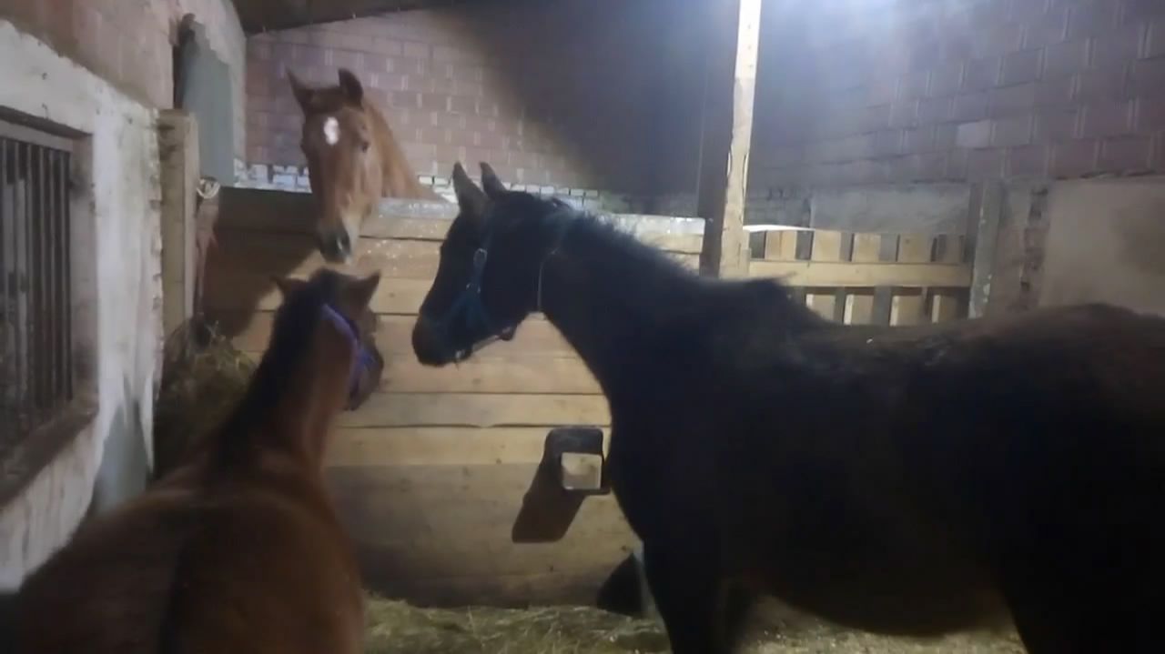 Наши леди ссорятся даже в конюшне