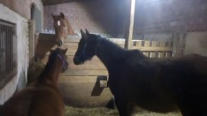 Наши леди ссорятся даже в конюшне