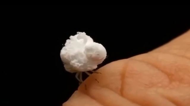 🍿 Попкорн ожил! Знакомьтесь — «жук‑попкорн» (или флатида)🙀🐱 🍿 Попкорн ожил! Знакомьтесь — «жук‑попкорн» (или флатида)🙀🐱