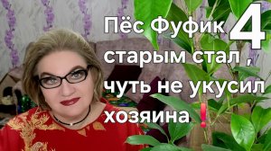 Пёс Фуфик старым стал, чуть не укусил хозяина❗