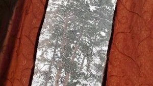 Домосед, его фантазии и странные комментаторы, канал больничной палаты