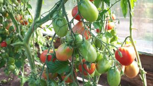 2180.  Посев томатов детерминантных.