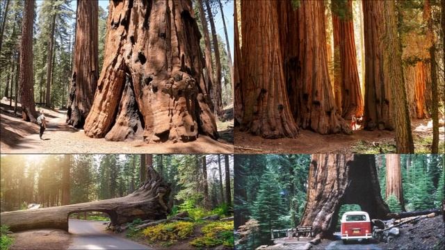 ДЖОН СТЕЙНБЕК - "ПУТЕШЕСТВИЕ С ЧАРЛИ в поисках АМЕРИКИ"(21) смотреть онлайн