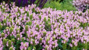 Только эти цветы посажу в 2026 году! 3 неприхотливых многолетника, цветущих все лето в саду.