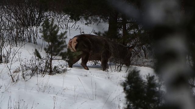 Зима самка марала пасётся на склоне.